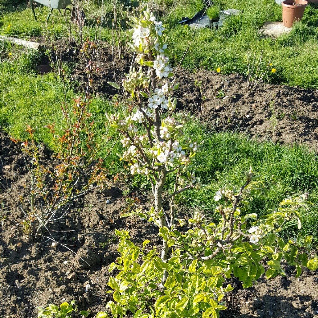 plant image 49312