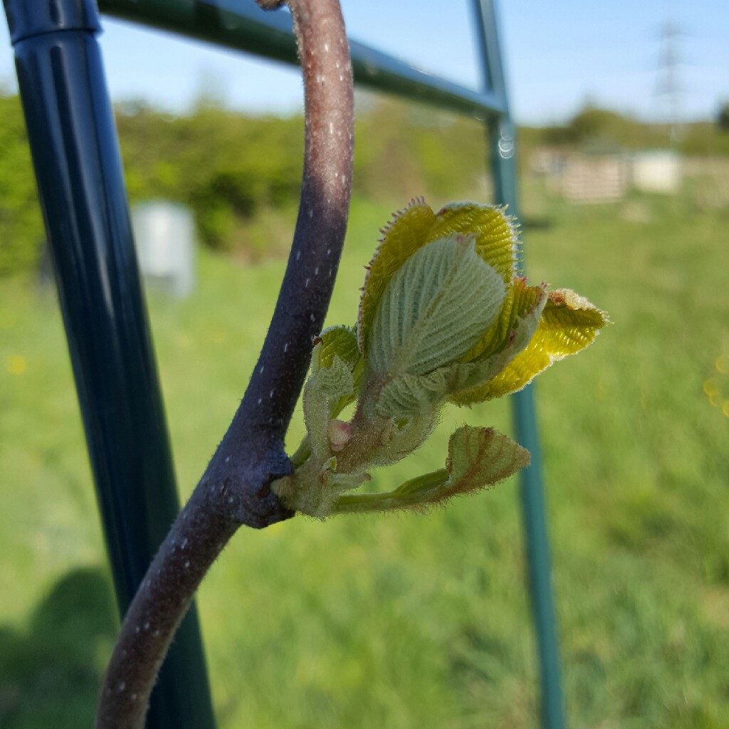 Actinidia deliciosa 'Jenny' syn. Actinidia chinensis 'Jenny'