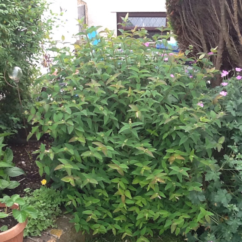 Plant image Hypericum x moserianum 'Little Misstery'