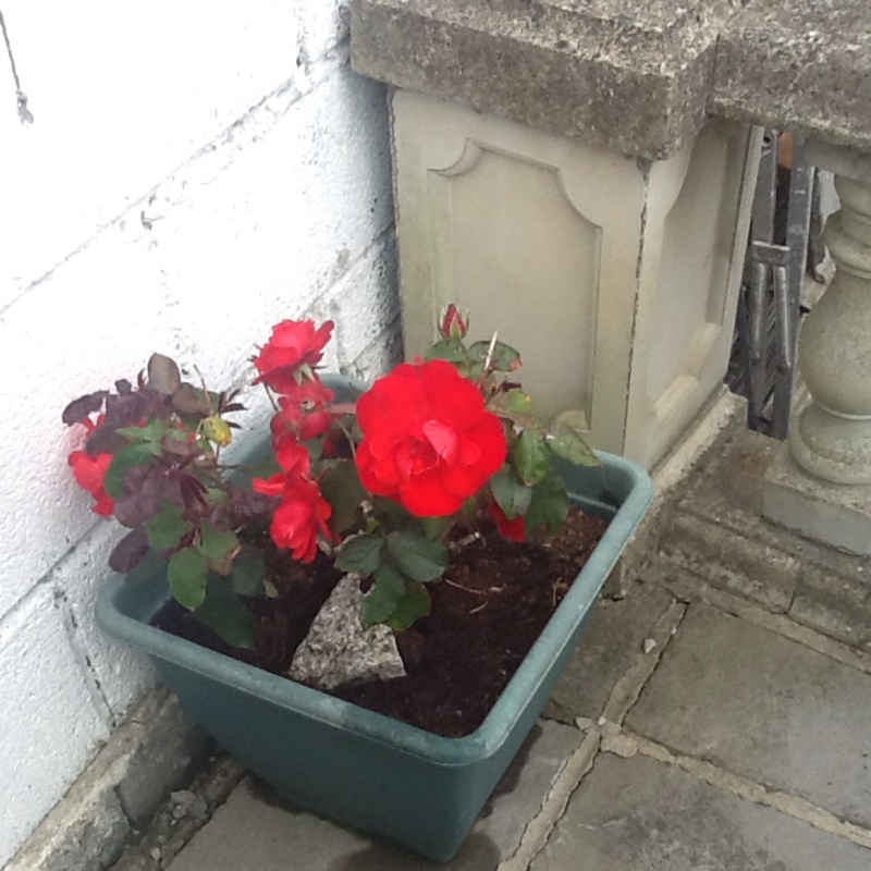 Ann's garden