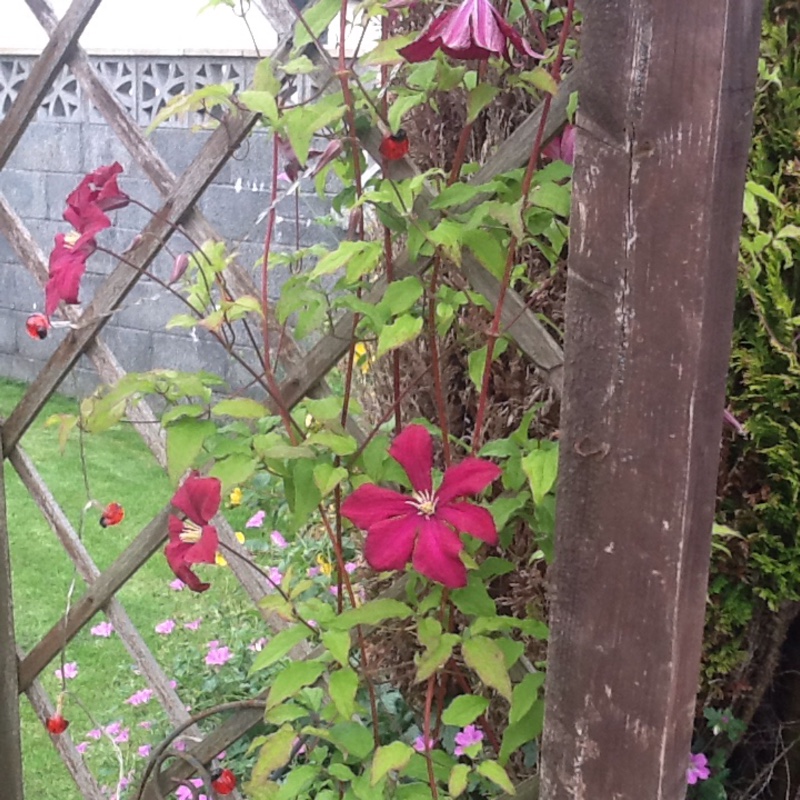 Ann's garden