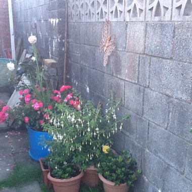 Ann's garden
