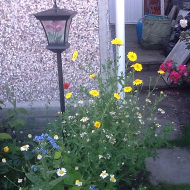Ann's garden