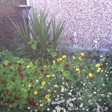 Ann's garden