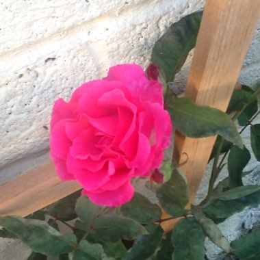 Ann's garden