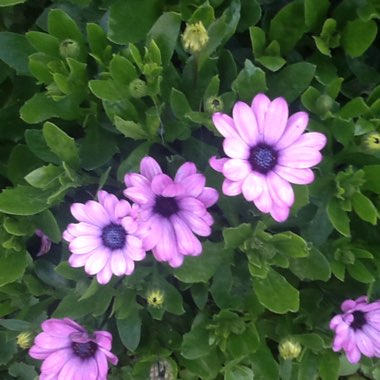 Ann's garden