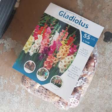Gladioli