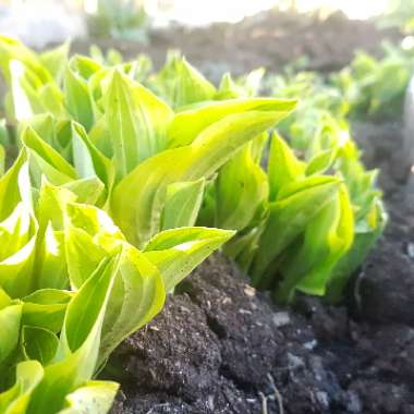 Plantain Lily 'Twilight'