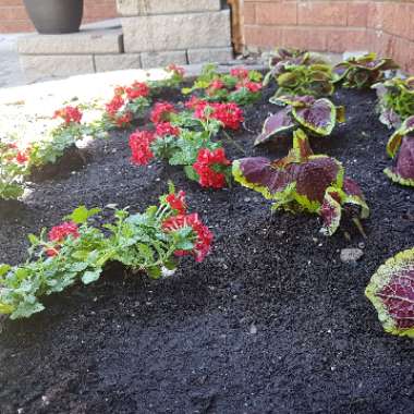 Annalisa's garden