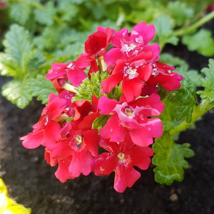 Plant image Verbena 'Magelana Red'
