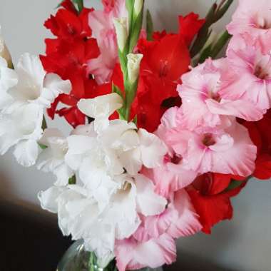 Gladioli