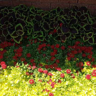 Annalisa's garden