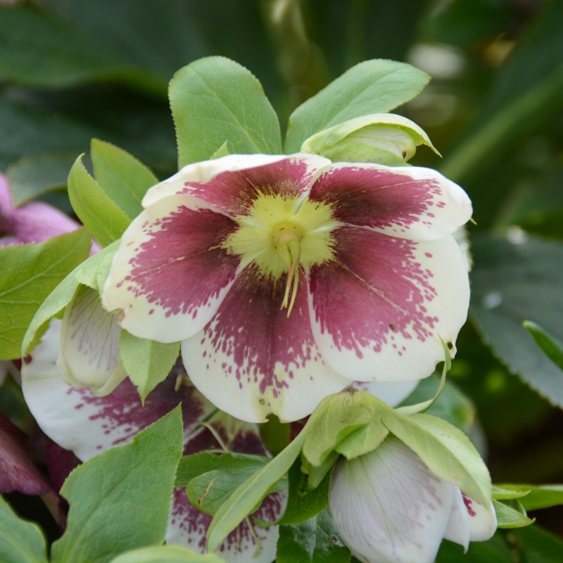 Plant image Helleborus x hybridus 'White Lady Spotted' (Lady Series)