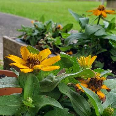 Zinnia