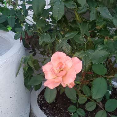 Rose 'Pink Knock Out' (Shrub)