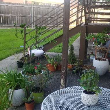 Ansell's garden