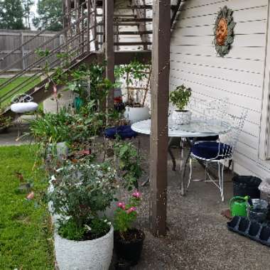 Ansell's garden
