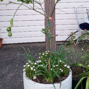 Ansell's garden