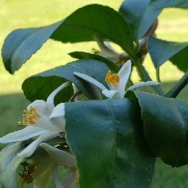 Meyer Lemon Tree
