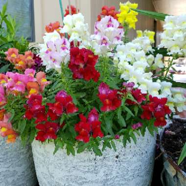 Snapdragon