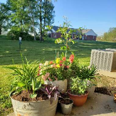 Ansell's garden