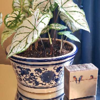 Elephant Ear (Caladium)