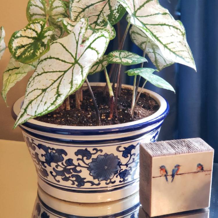 plant image 1266656