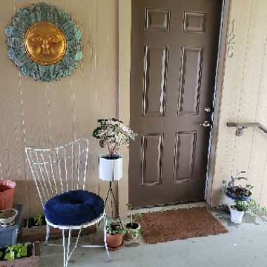 Ansell's garden