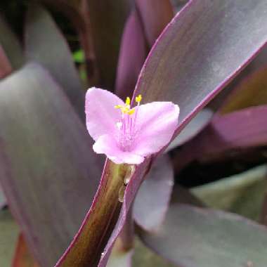 Purple-Heart Spiderwort