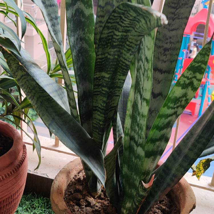Plant image Sansevieria Black Coral