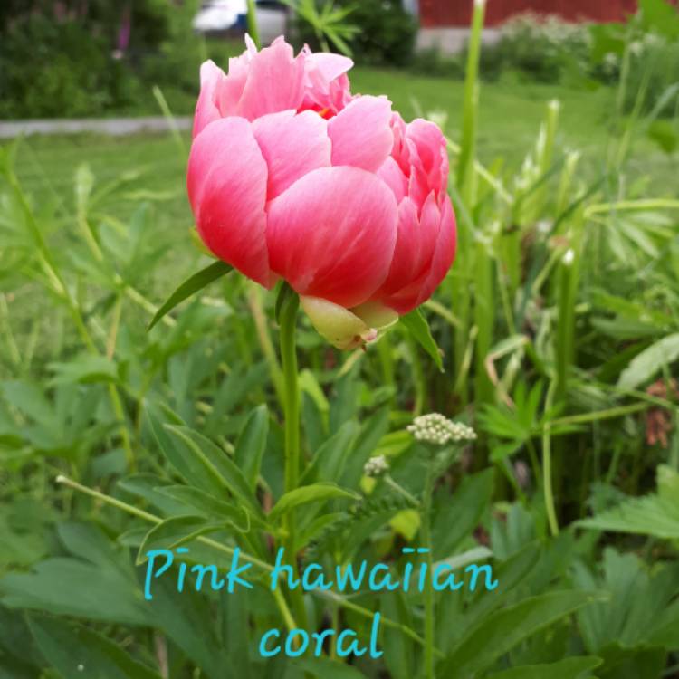 Plant image Paeonia 'Pink Hawaiian Coral'