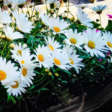 Argyranthemum frutescens