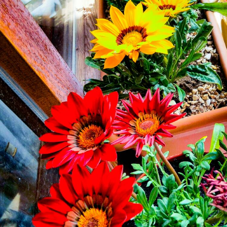 Plant image Gazania rigens 'Kiss Bronze'