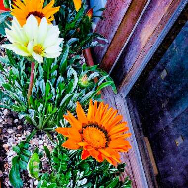 Gazania krebsiana 'Hantamberg Orange'