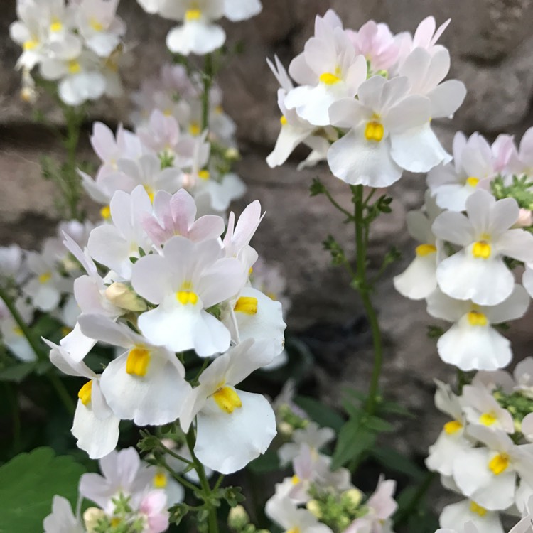 Plant image Nemesia 'Vanilla Lady'