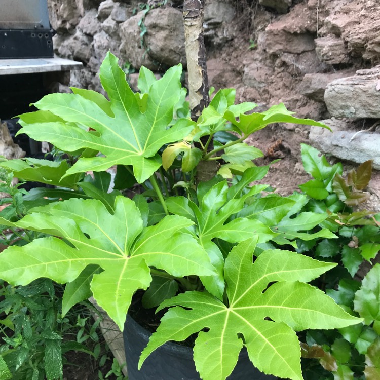 plant image 1133750