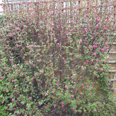 Ribes sanguineum