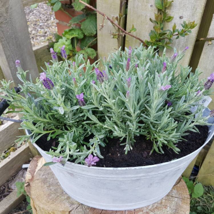 Plant image Lavandula pedunculata subsp. lusitanica 'Lusi Purple'