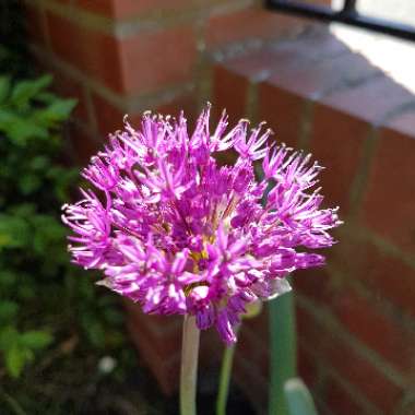 Allium 'Purple Sensation'