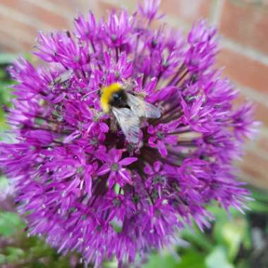 Allium 'Purple Sensation'