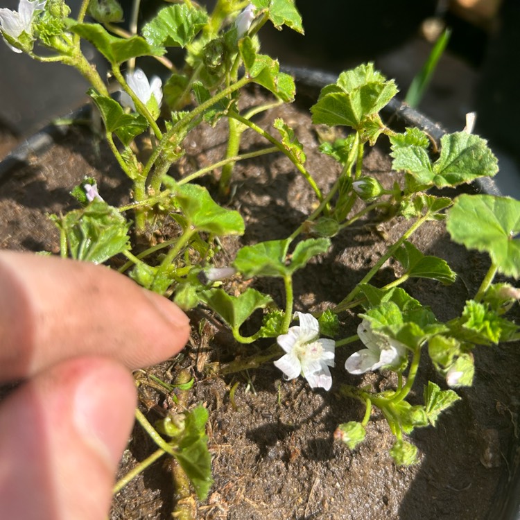plant image 1709949 plant image 1709949