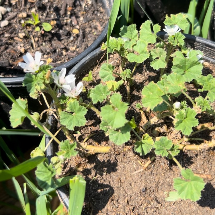 plant image 1710820 plant image 1710820
