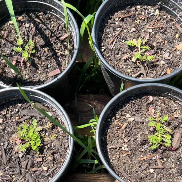 plant image 1710822 plant image 1710822