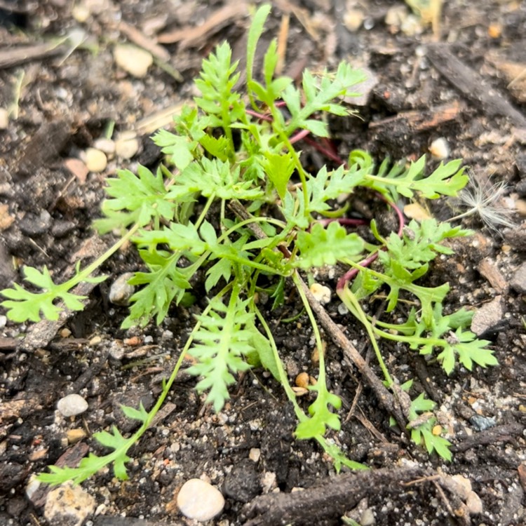 plant image 1711374 plant image 1711374
