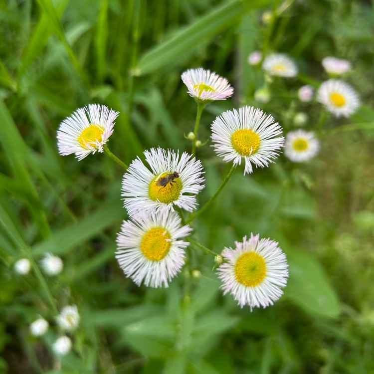 plant image 1711521 plant image 1711521