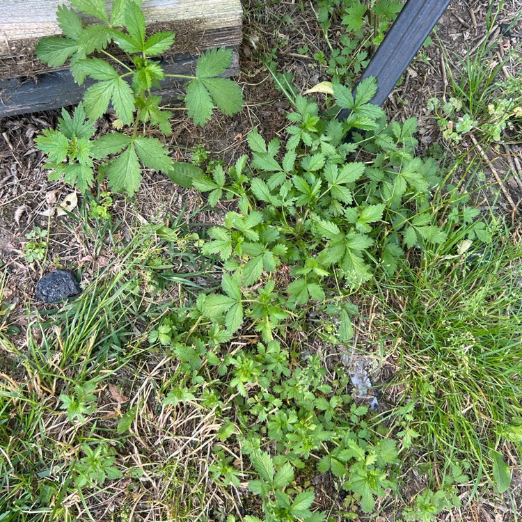 plant image 1711533 plant image 1711533