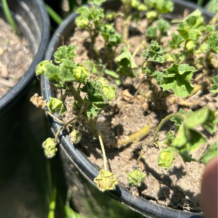plant image 1711650 plant image 1711650