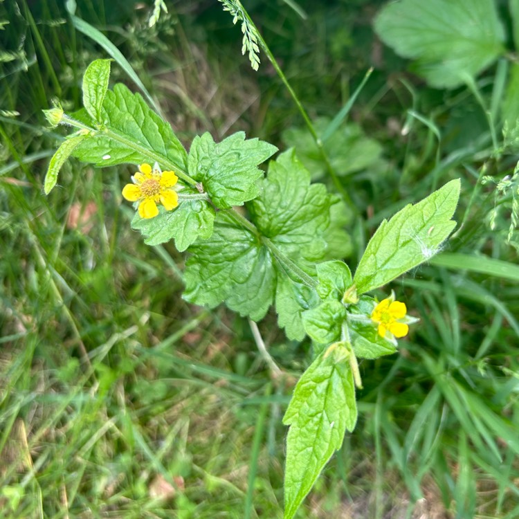 plant image 1711807 plant image 1711807