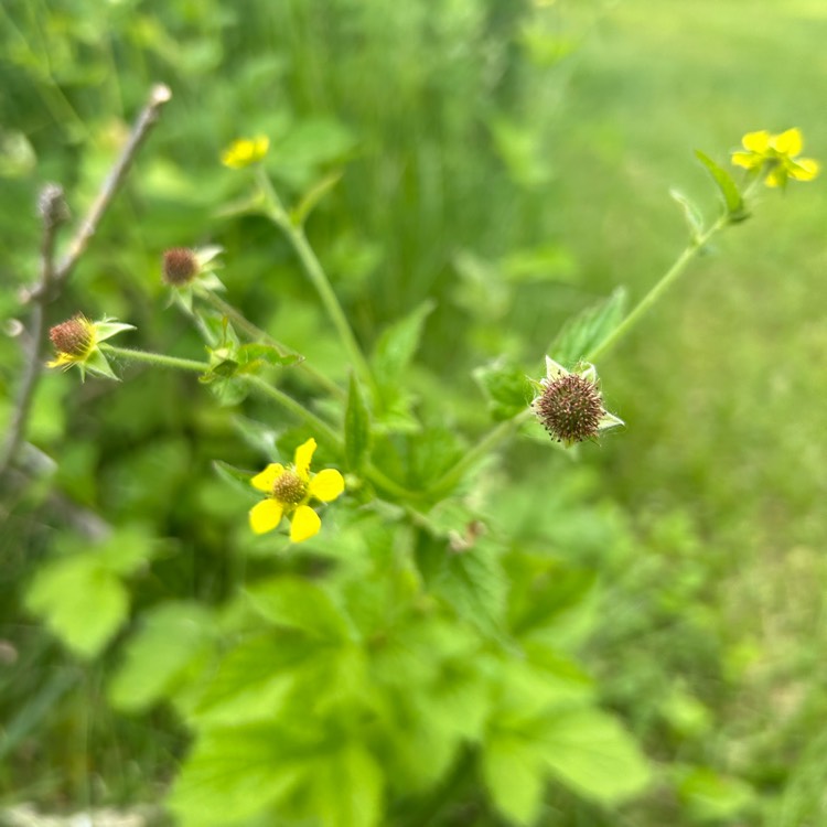 plant image 1711818 plant image 1711818