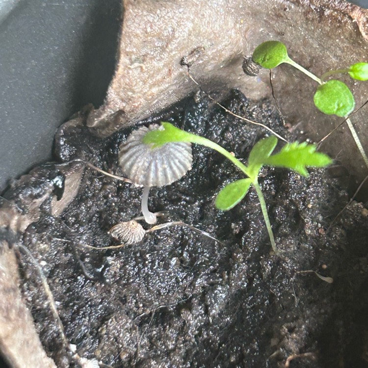 plant image 1712027 plant image 1712027